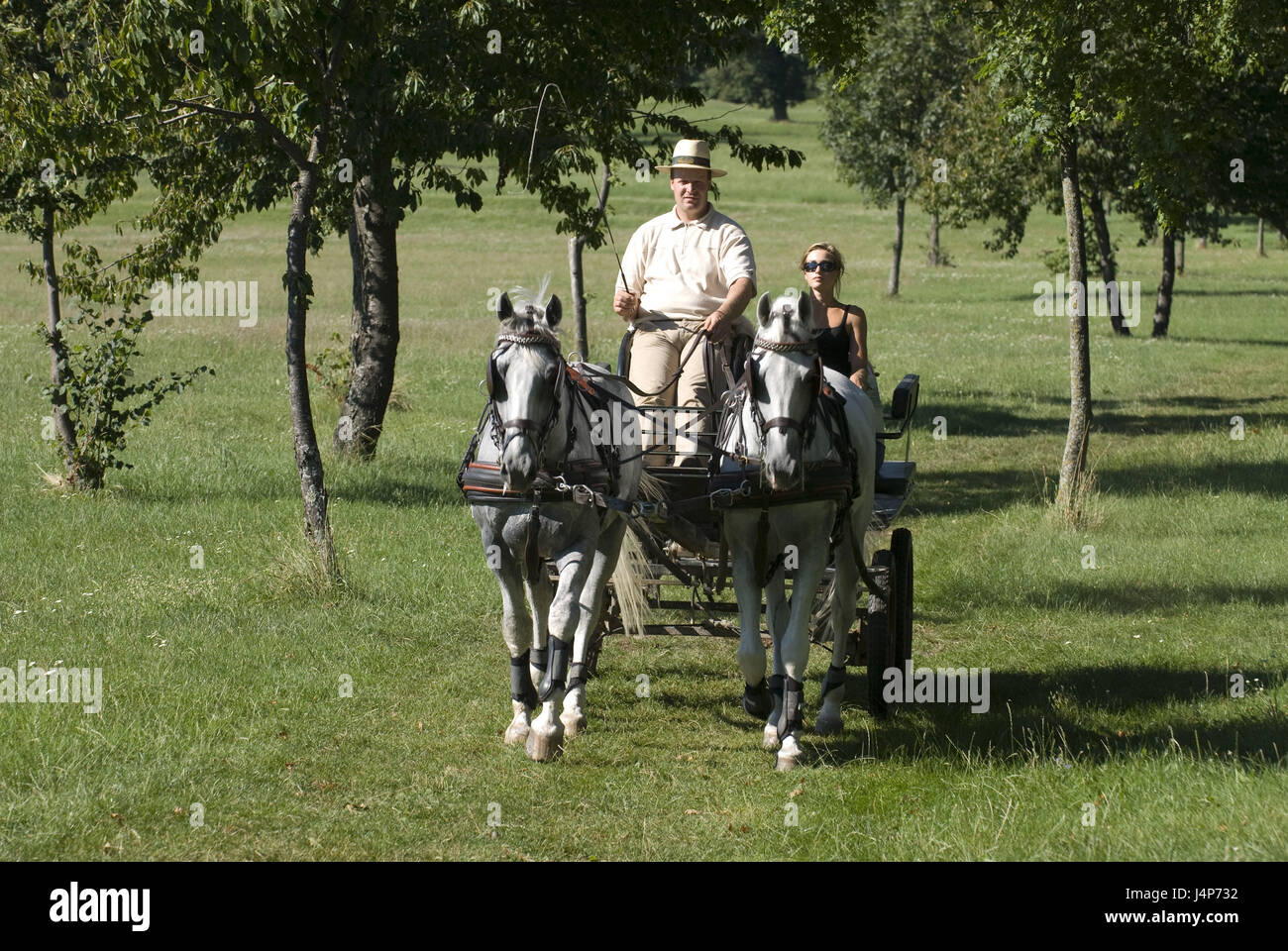 Slovenia, Lipica, Gestüt, meadow, horse's carriage, coachman, tourist, no model release, Stock Photo
