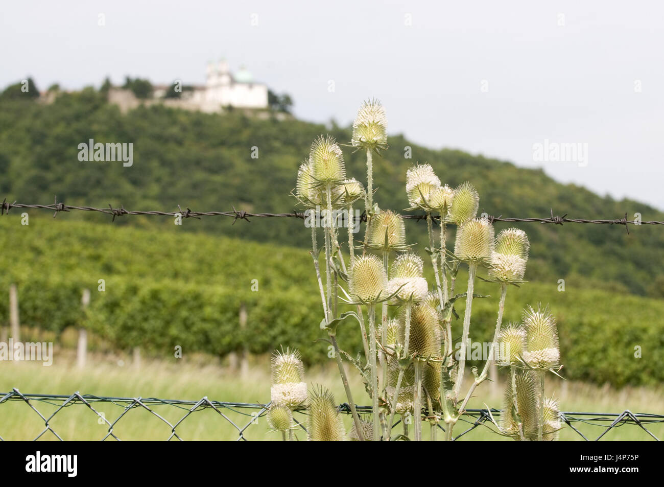 Austria, Vienna, vineyard, fence, teasels, detail, blur, Stock Photo
