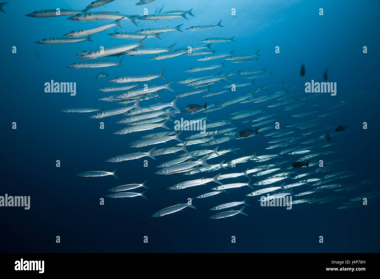 Underwater recording, fish dream, yellow tail barracudas, Sphyraena flavicauda, Stock Photo