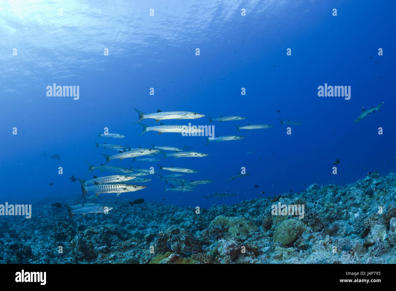 Underwater recording, fish dream, dark fin barracudas, Sphyraena qenie, Stock Photo