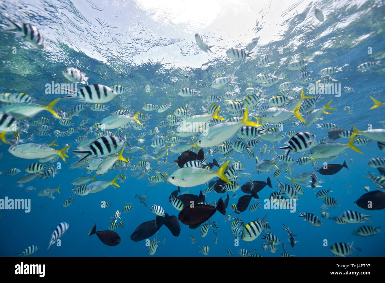 Underwater recording, fish dream, fish, brightly, differently, Stock Photo