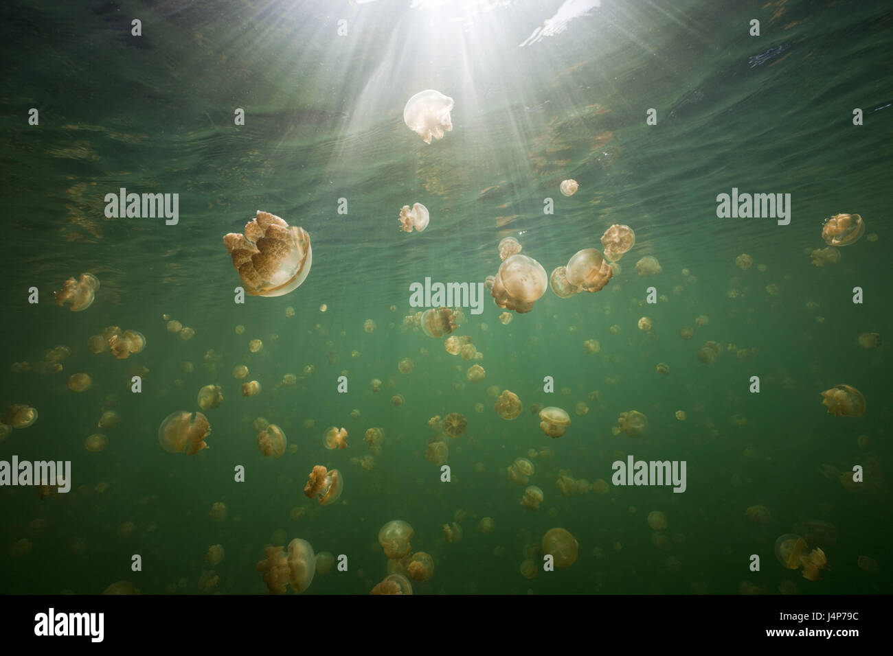 Underwater recording, Mastigias-display screen jellyfishes, Mastigias Papua etpisonii, sunrays, Stock Photo