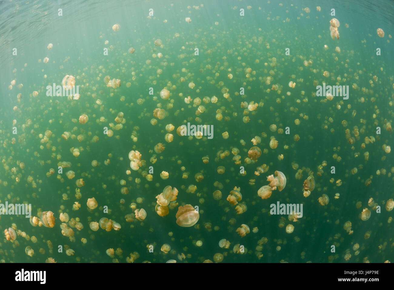 Underwater recording, Mastigias-display screen jellyfishes, Mastigias Papua etpisonii, dream, Stock Photo