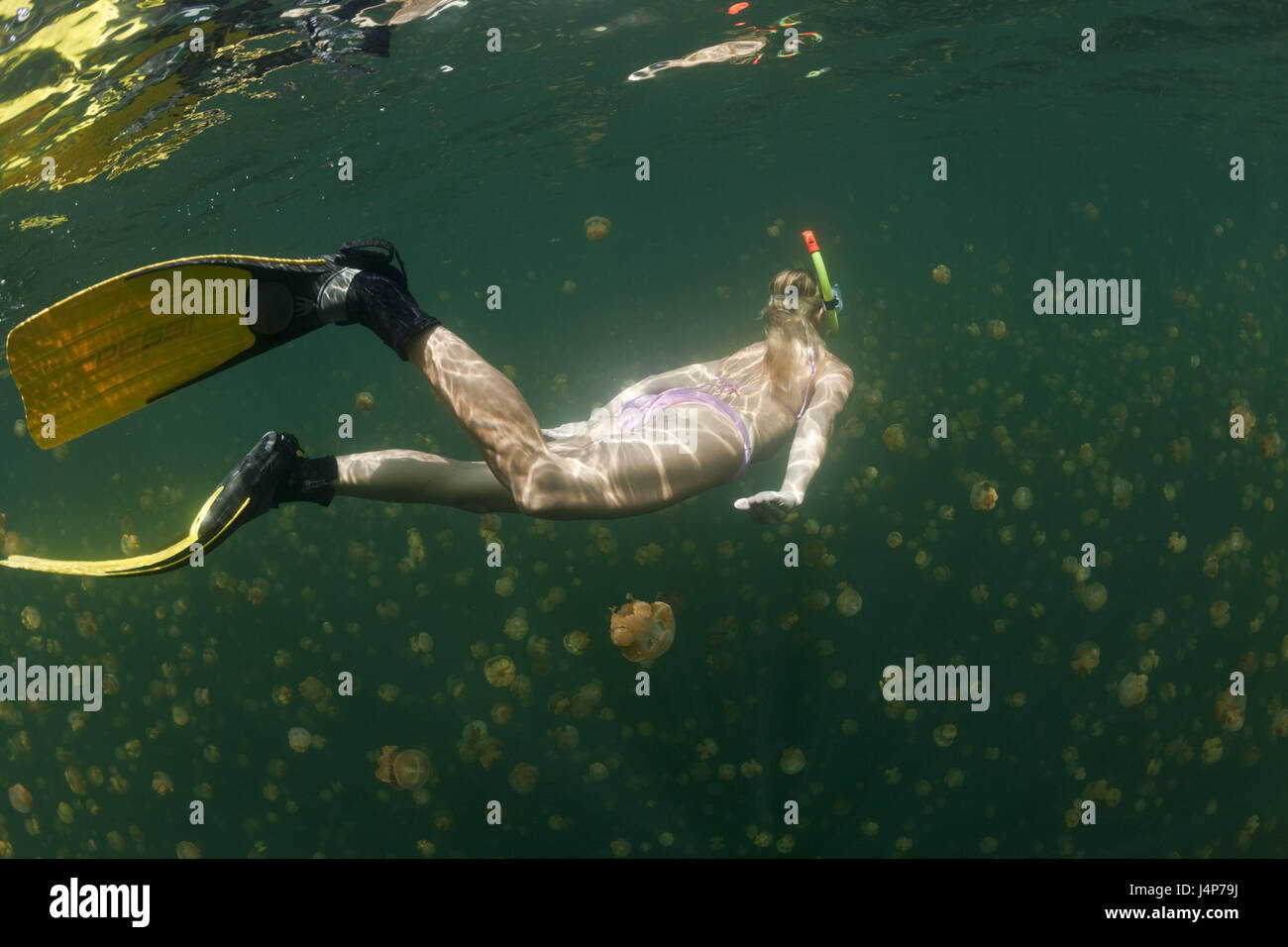 Underwater recording, Schnorchlerin, Mastigias-display screen jellyfishes, Mastigias Papua etpisonii, dream, swim, Stock Photo