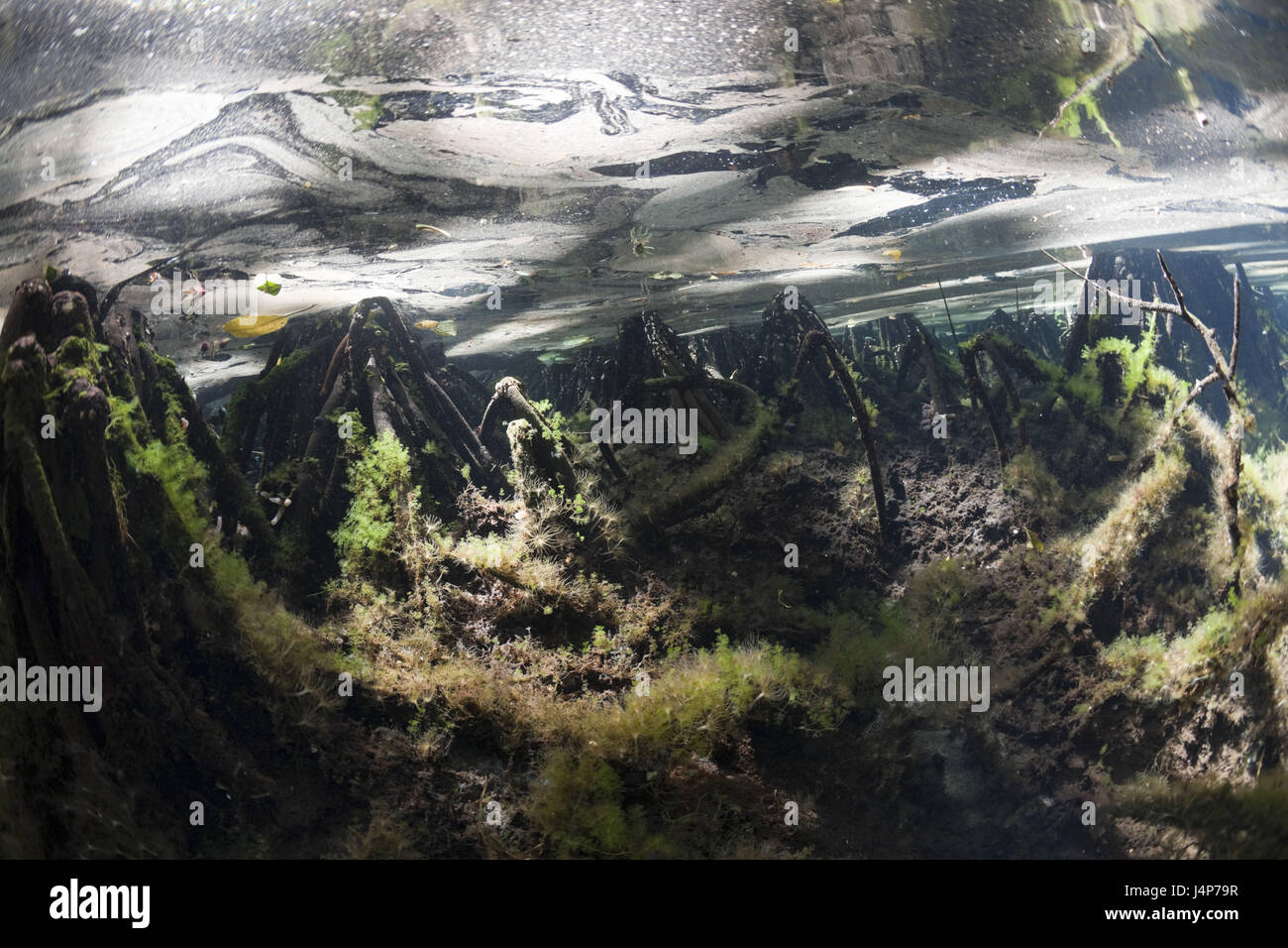 Mangrove Roots Underwater Hi-Res Stock Photography and Images - Alamy