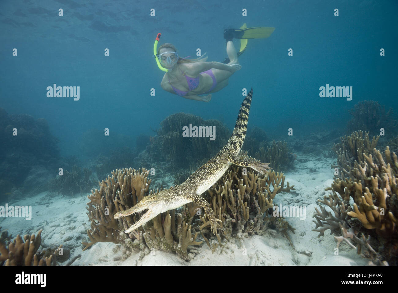 Underwater recording, Schnorchlerin, saltwater crocodile, Crocodylus