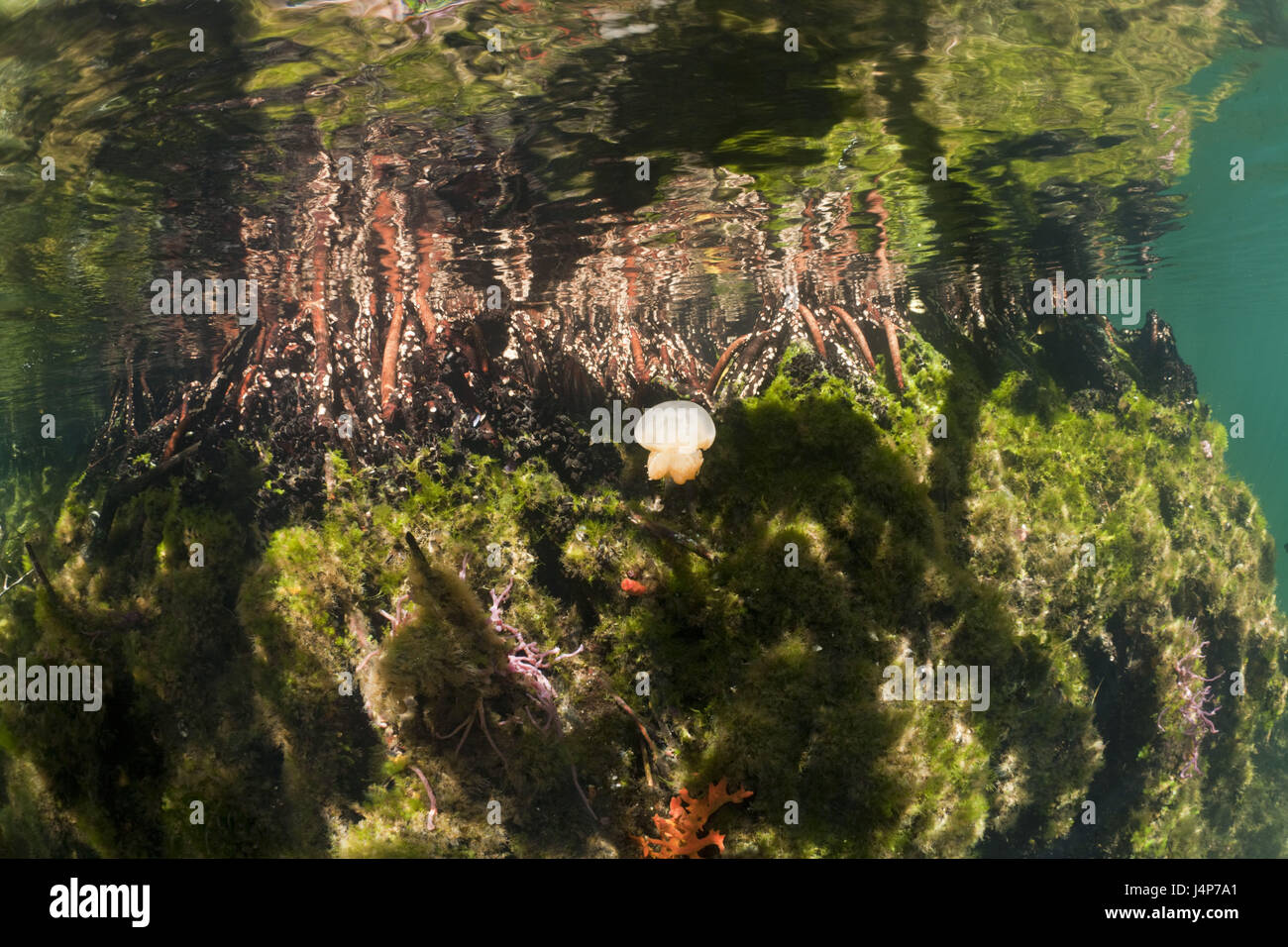 Underwater recording, mangroves, Mastigias-display screen jellyfish, Mastigias Papua etpisonii, Stock Photo