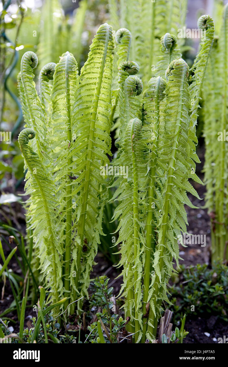 Whisk Fern Labeled