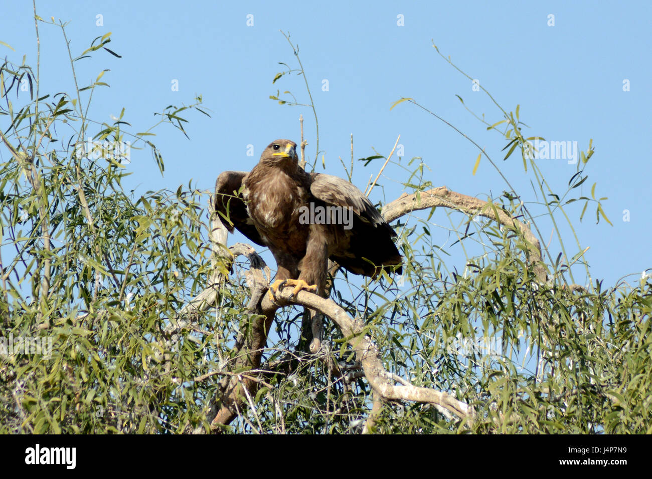Steppe eagle  Aquila nipalensis Stock Photo