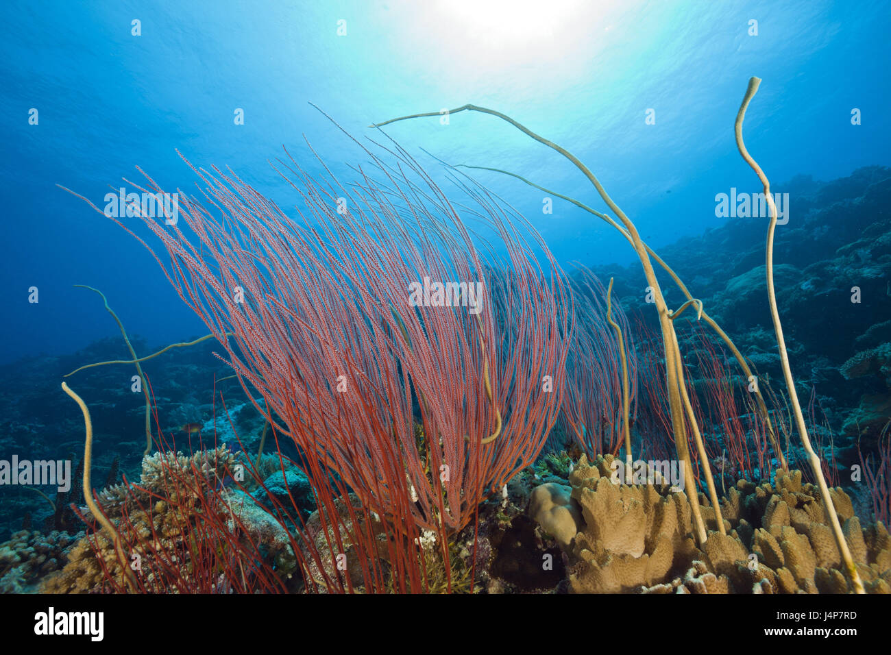 Underwater recording, Palau, Ulong channel, reef, Strauch-Gorgonien, Ellisella ceratophyta, Stock Photo