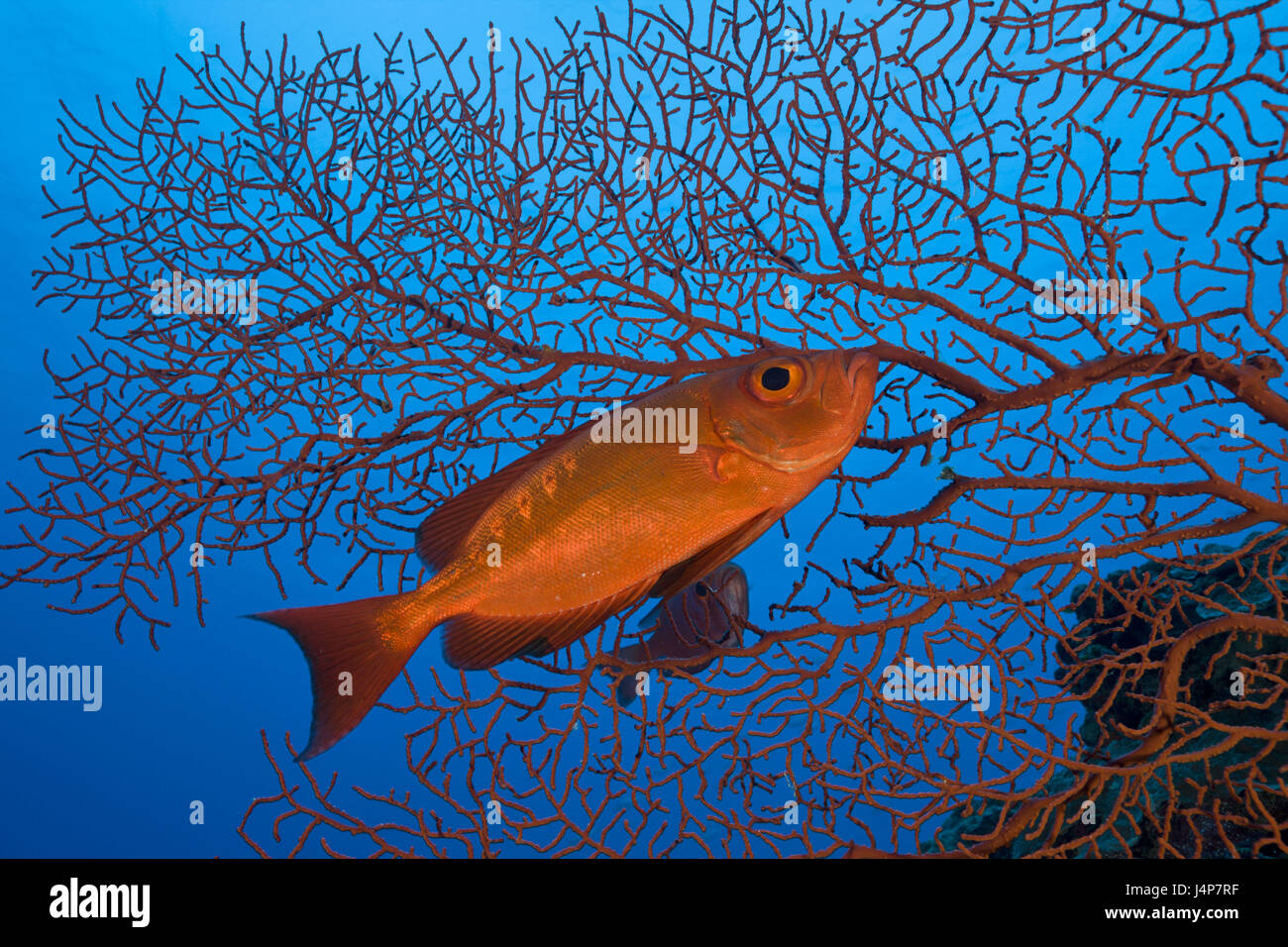 Underwater recording, red gross suction perch, Priacanthus hamrur, Stock Photo