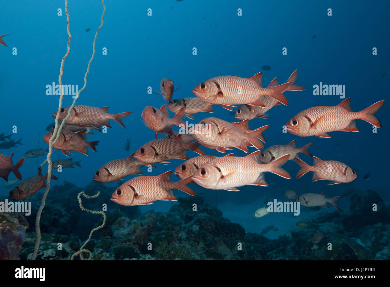 Underwater recording, fish dream, white hemline soldier's fish, Myripristis murdjan, Stock Photo