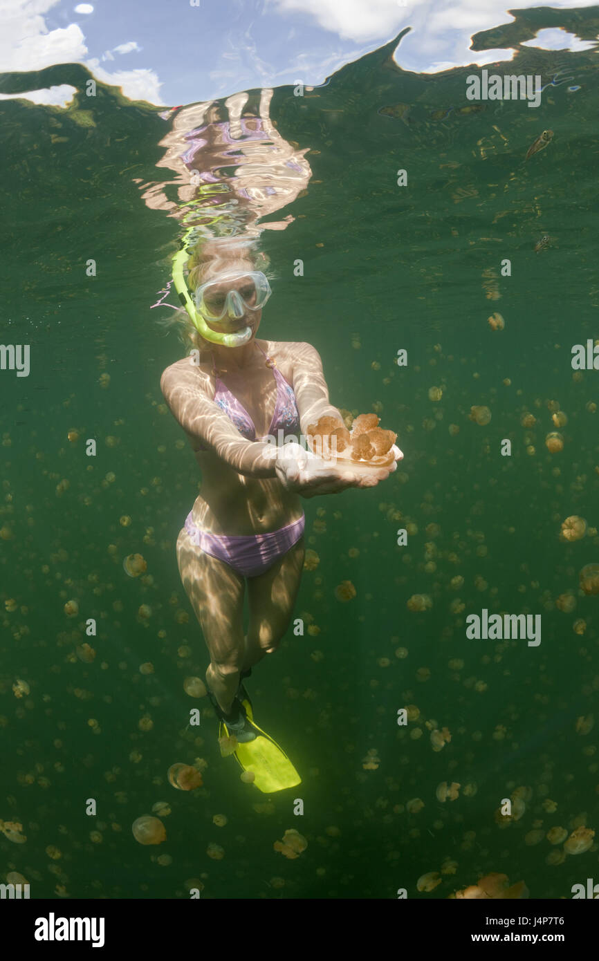 Underwater recording, Schnorchlerin, Mastigias-display screen jellyfishes, Mastigias Papua etpisonii, dream, touch, Stock Photo