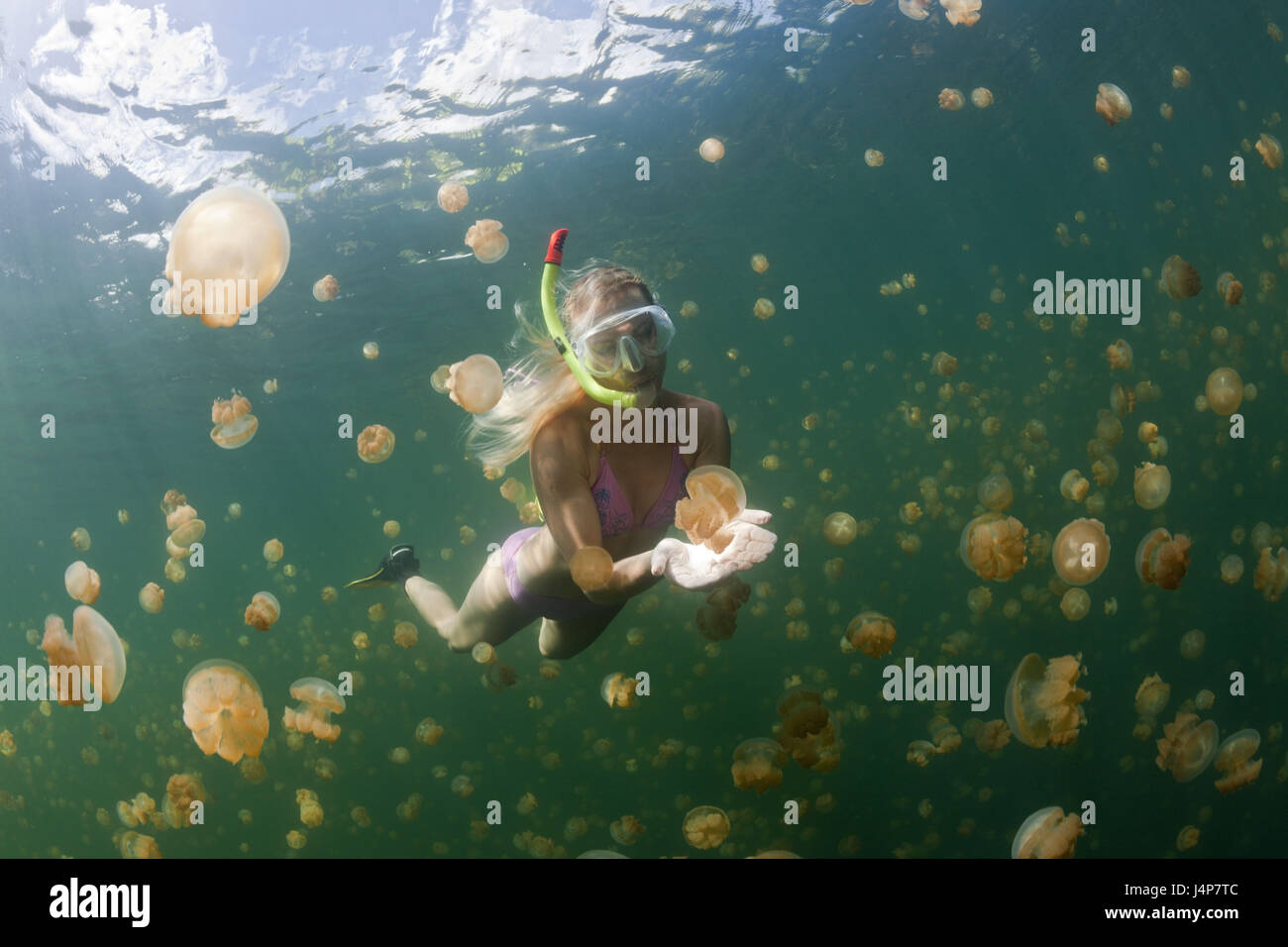 Underwater recording, Schnorchlerin, Mastigias-display screen jellyfishes, Mastigias Papua etpisonii, dream, touch, Stock Photo