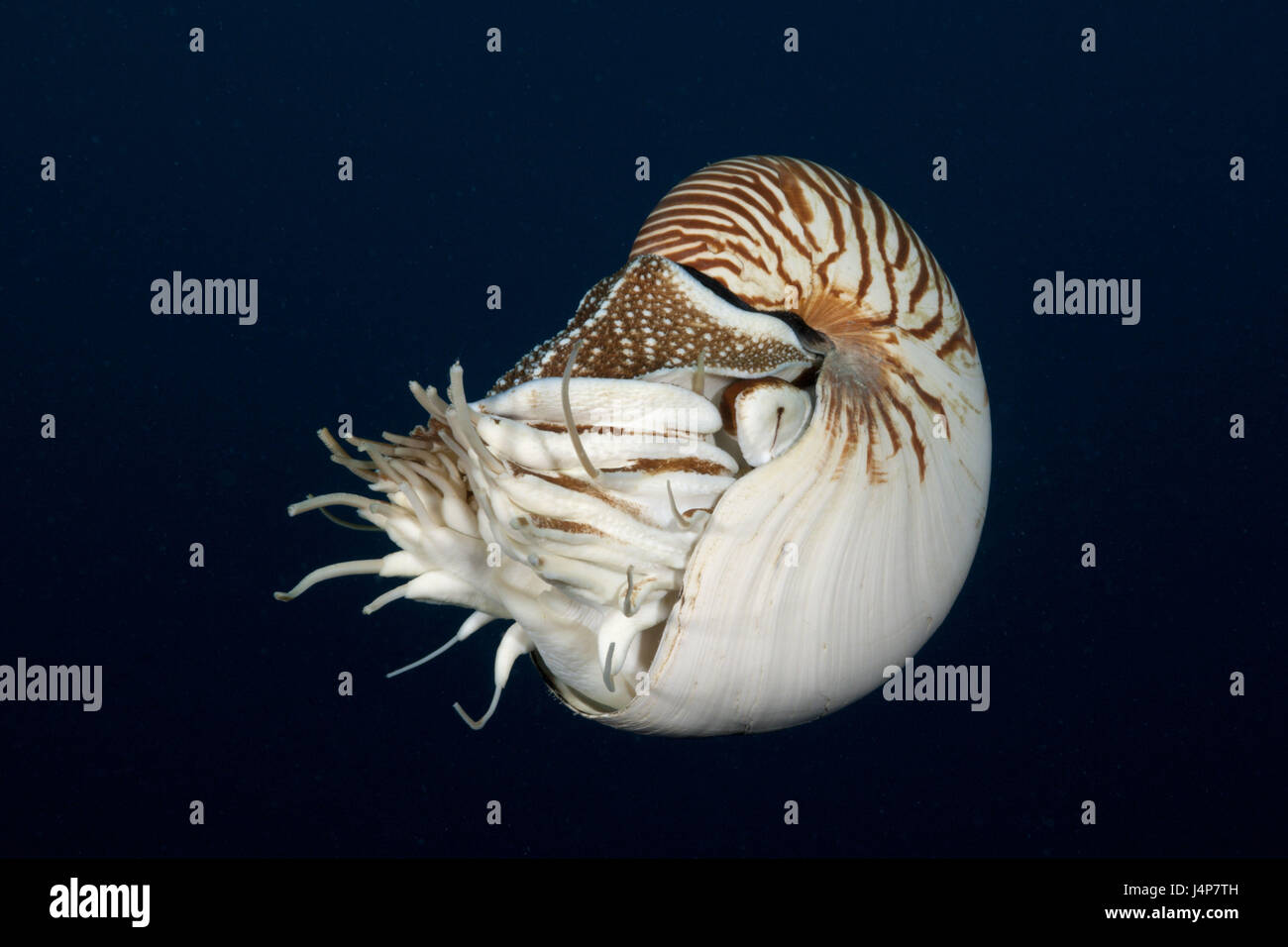 Underwater recording, Nautilus, Nautilus belauensis, Stock Photo