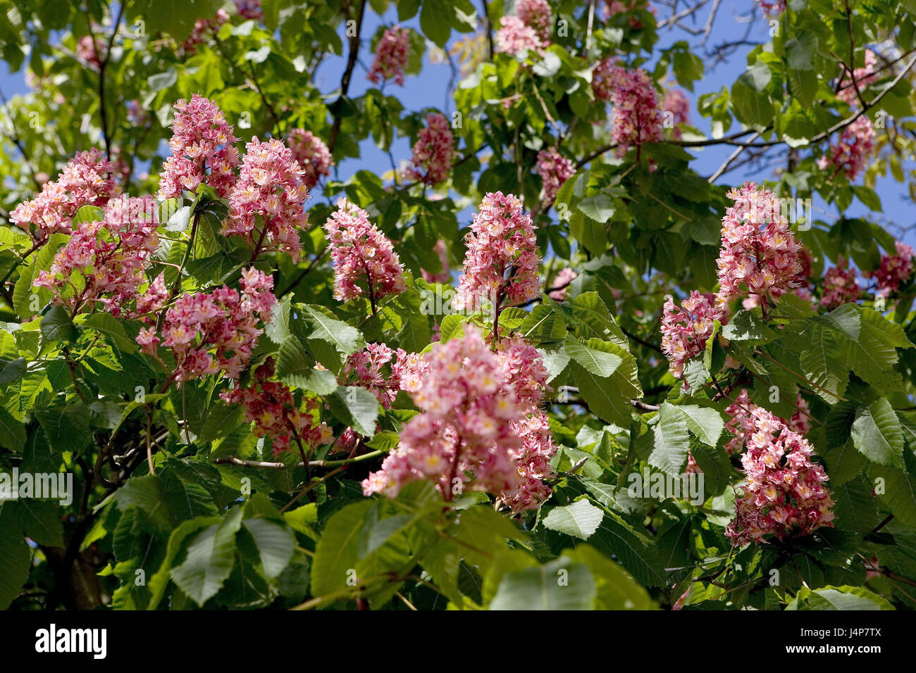 Chestnut tree, blossoms, medium closeup, chestnut tree, horse chestnut