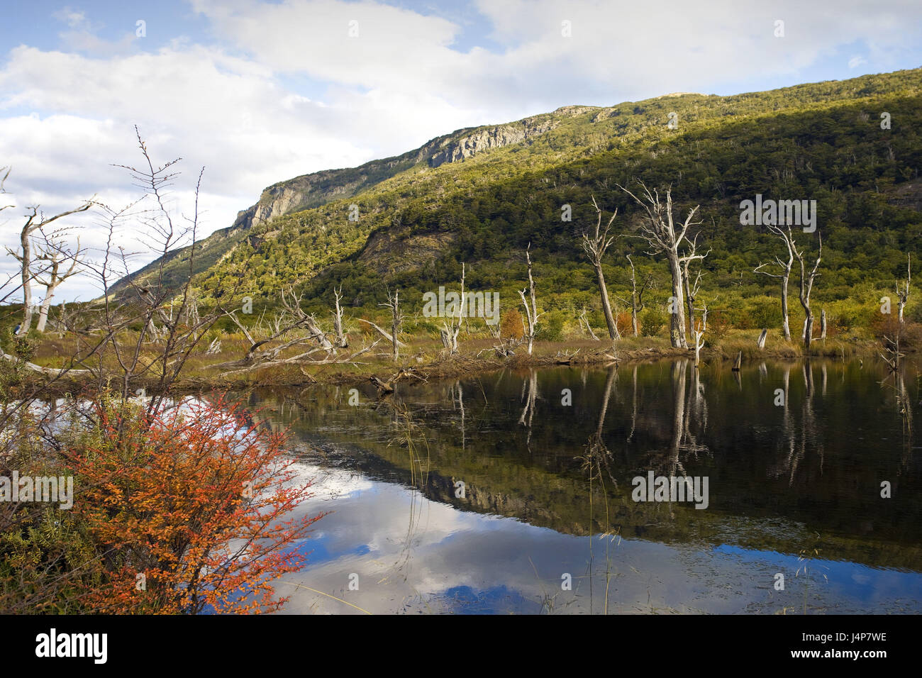 Argentina, Tierra del Fuego, scenery, brook, meadows, trees, deadly, Stock Photo