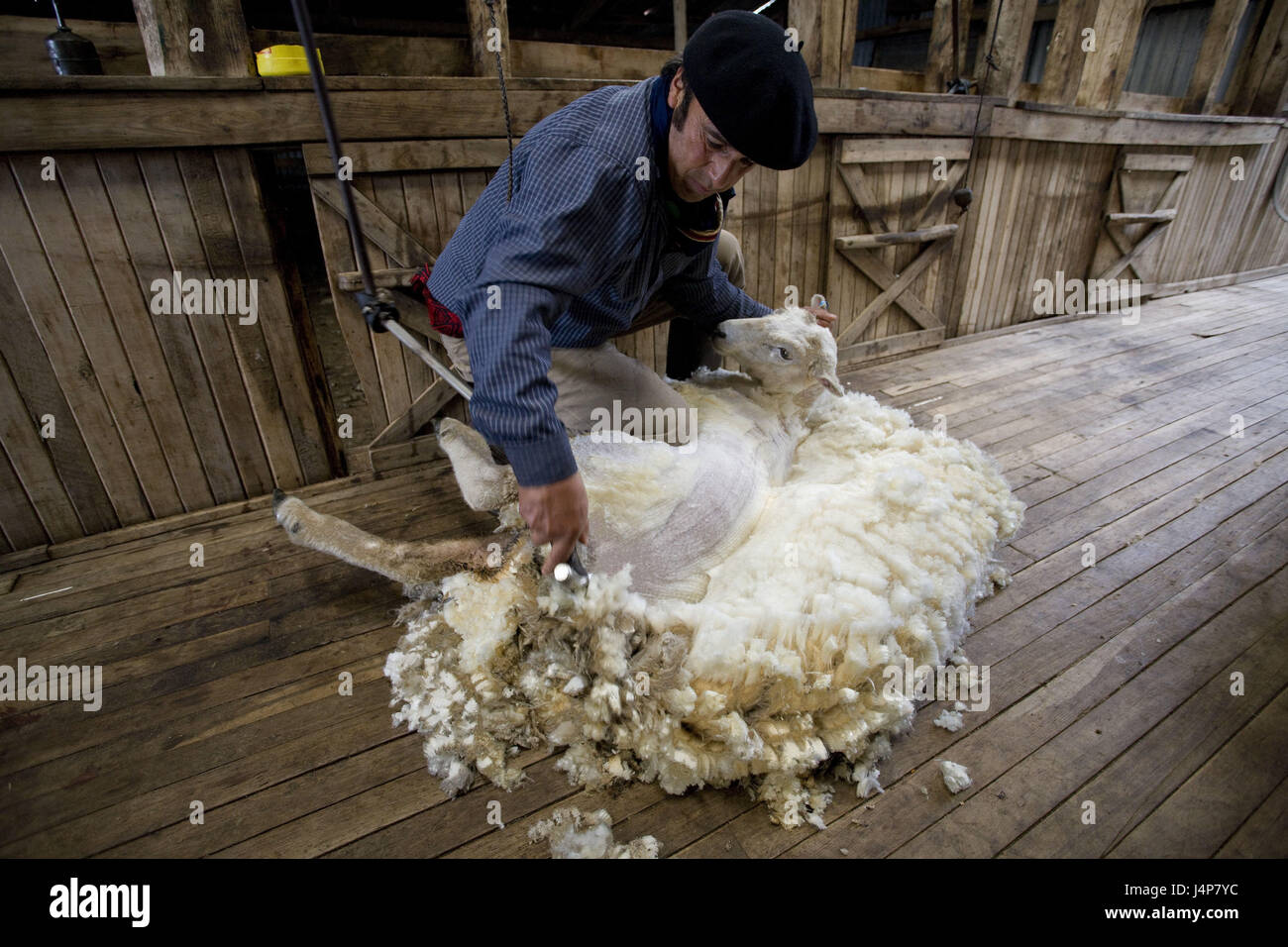 Chile, Patagonia, Cerro Negro, Estancia, man, sheep, shear, no model release, Stock Photo