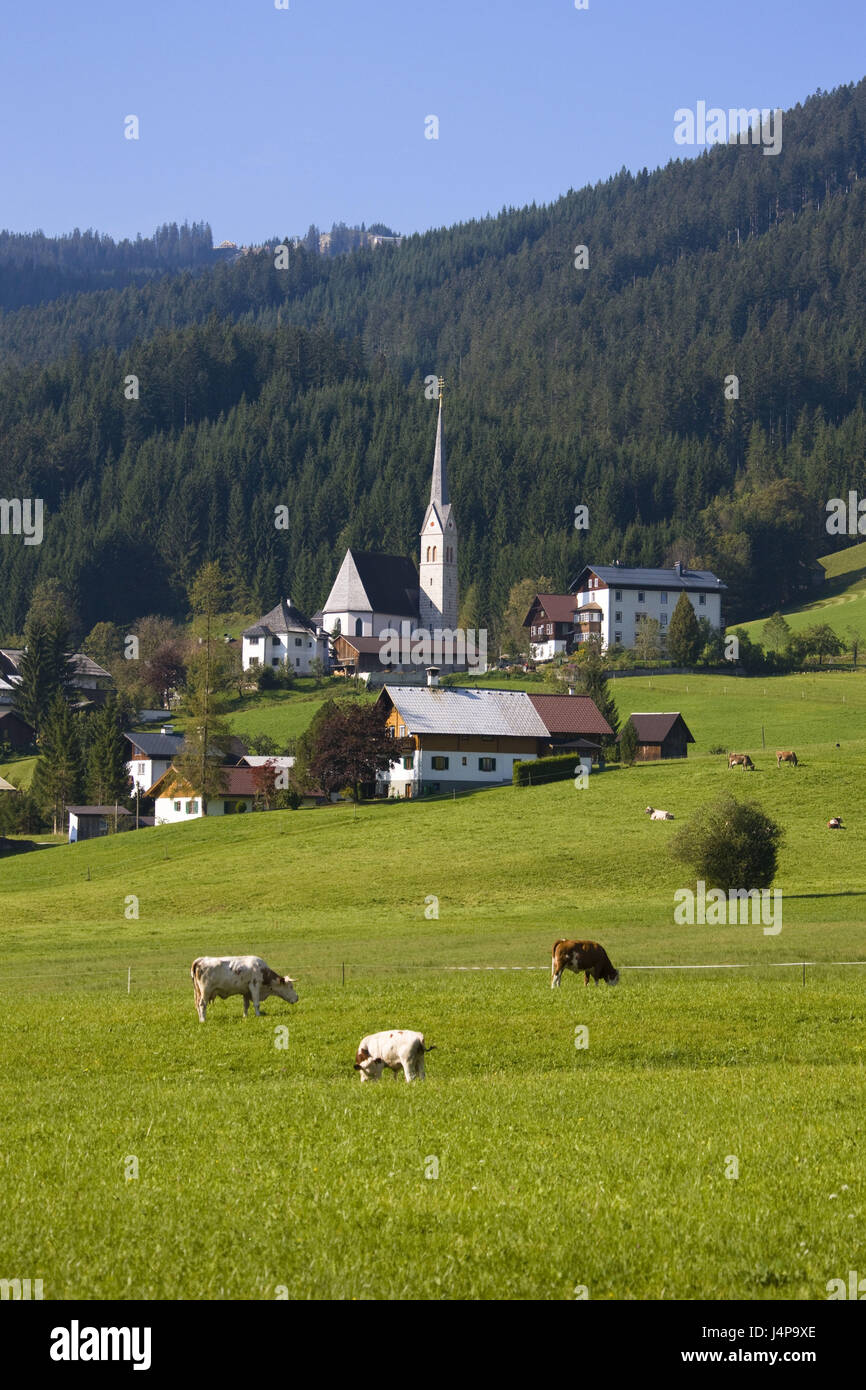 Austria, Gosau, local view, cows, Stock Photo