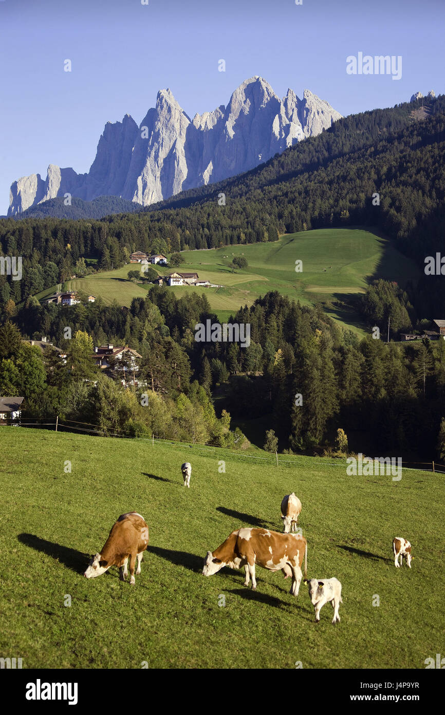 Italy, the Dolomites, South Tirol, Villnöß, pasture, cows, Stock Photo