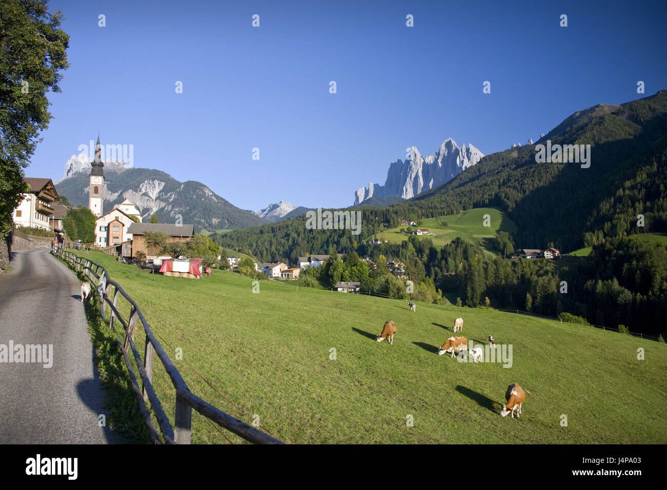 Italy, the Dolomites, South Tirol, Villnöß, local view, pasture, cows, Stock Photo