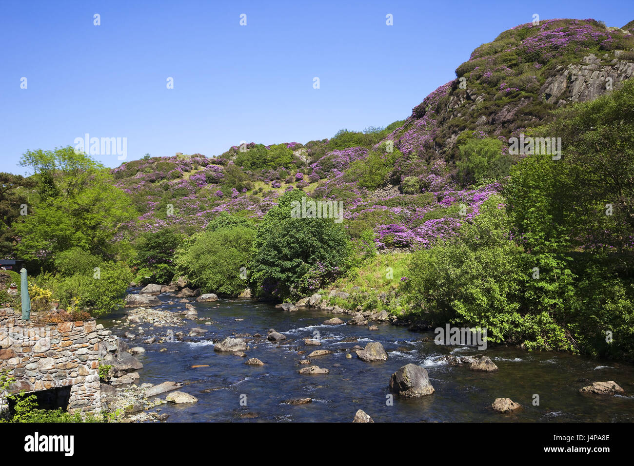 Wales, Gwynedd, Snowdonia national park, scenery, river, rhododendron, Stock Photo