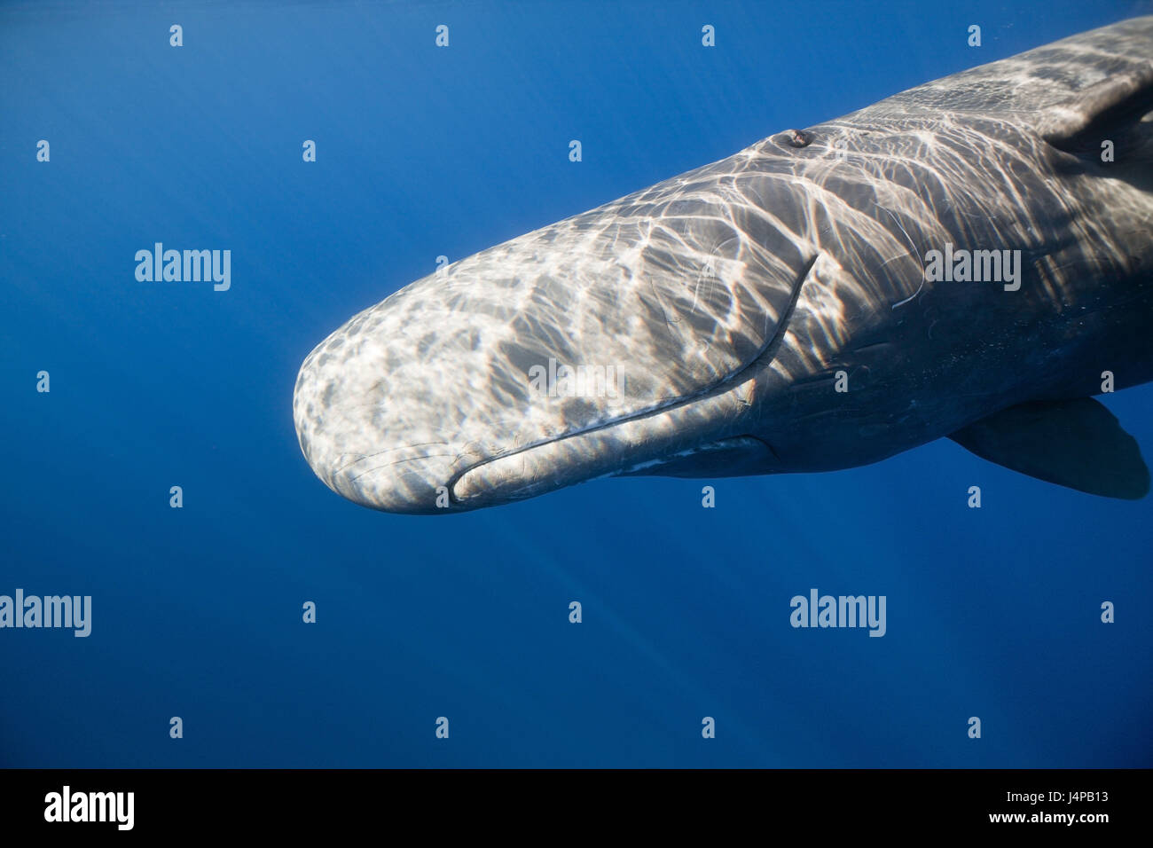 Sperm whale, Physeter catodon, Dominica, the small Antilles, the Caribbean, Stock Photo