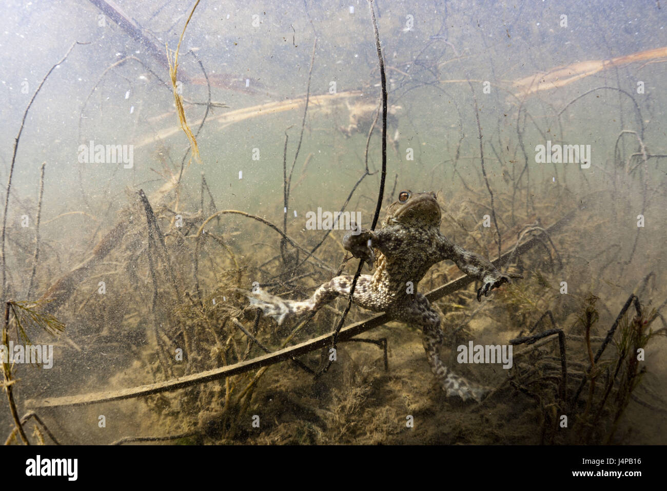 Earth toad in biotope, Bufo bufo, Germany, Munich, Bavaria Stock Photo ...