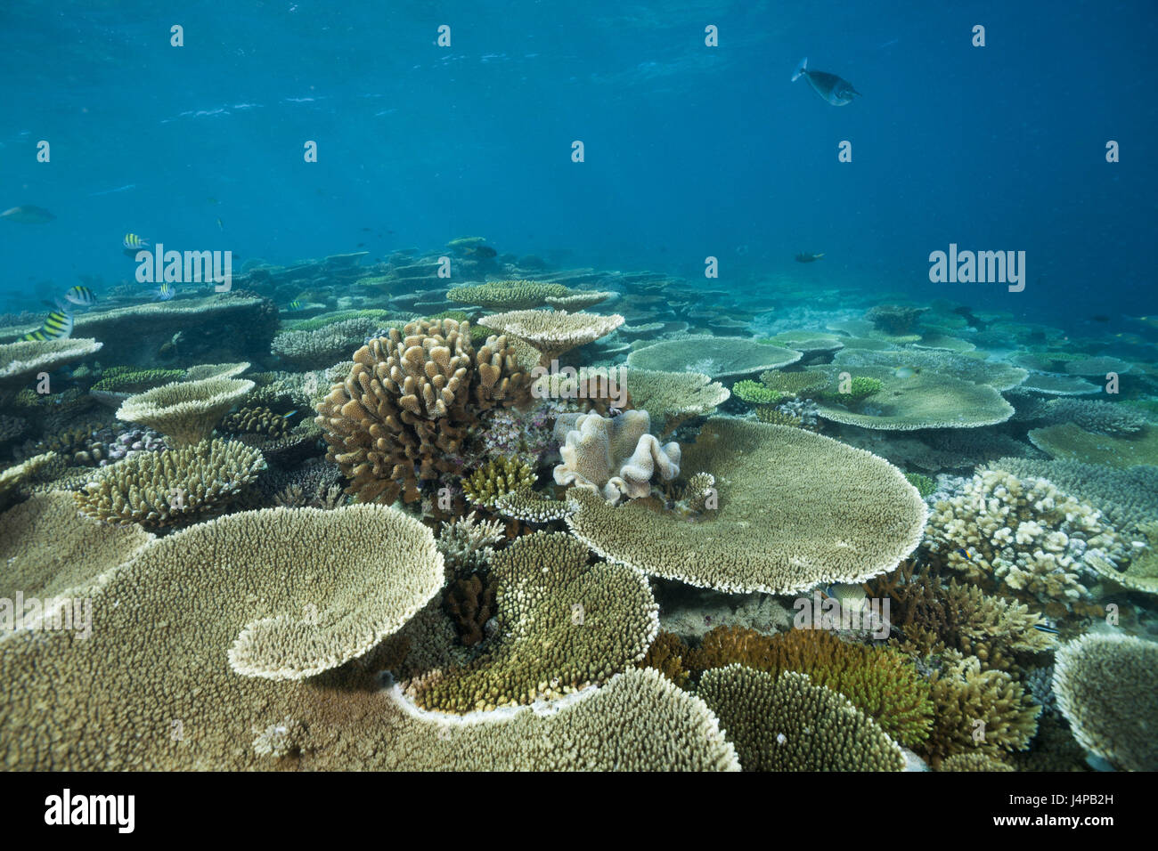 Table corals on reef roof, Acropora sp., the Maldives, Ellaidhoo house reef, the north Ari Atoll, Stock Photo