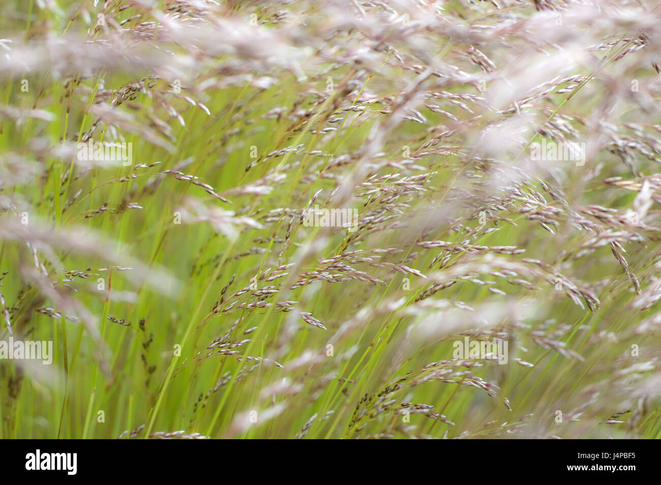 Meadow, detail, grass, Stock Photo