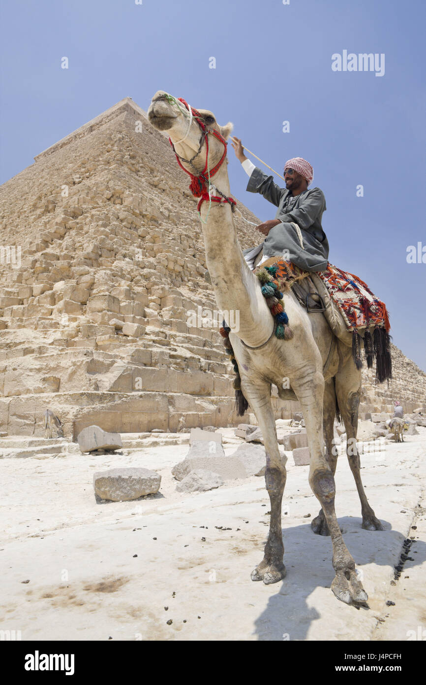 Camel driver before Chephren pyramid, Egypt, Cairo, Stock Photo