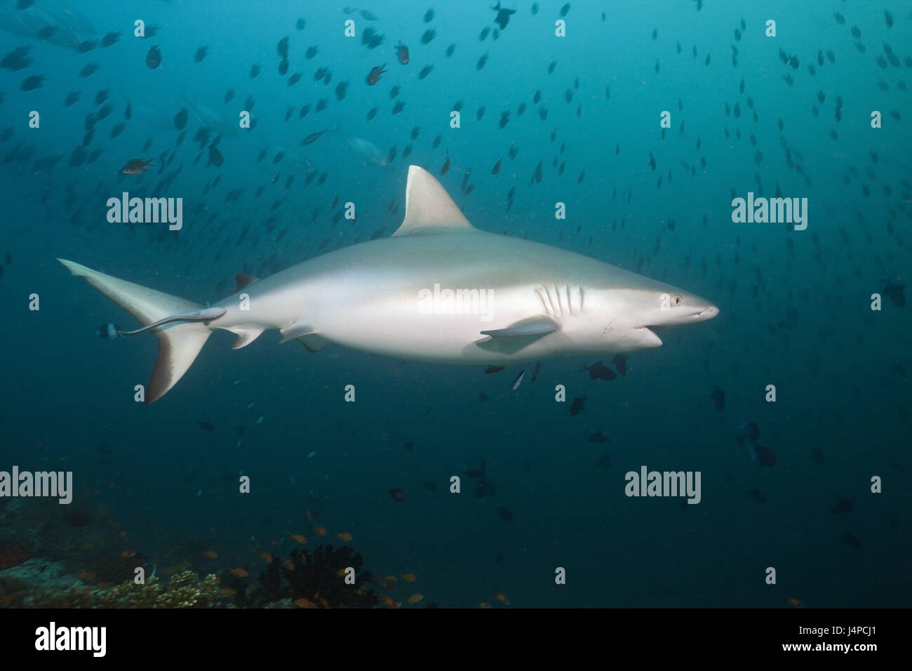 Grey reef shark, Carcharhinus amblyrhynchos, the Maldives, Hafsaa Thila, the north Ari Atoll, Stock Photo