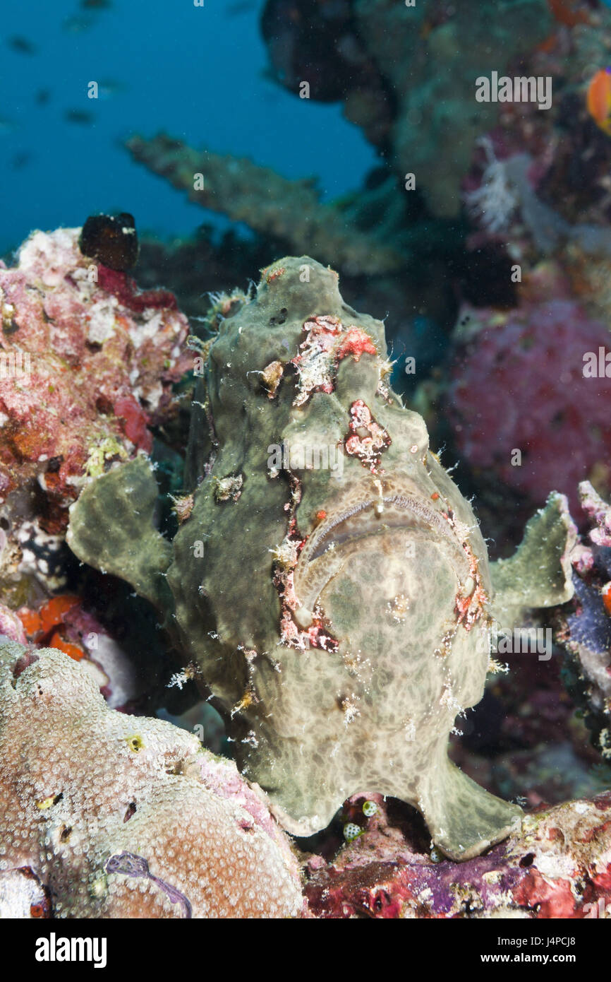 Green Giant Angler S Fish Antennarius Commersonii The Maldives The North Ari Atoll Stock Photo Alamy