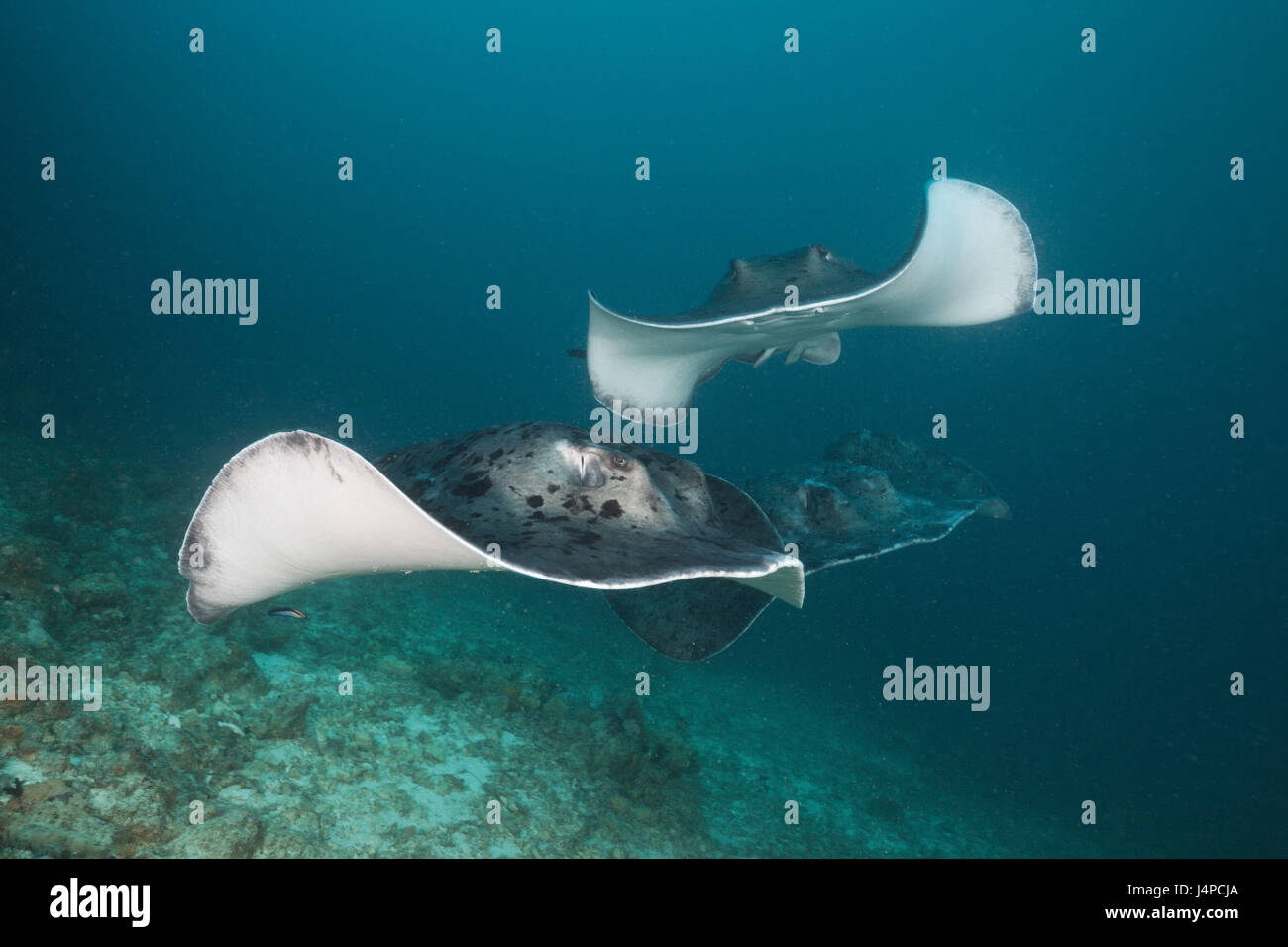 Group of black dot stingrays hires stock photography and images Alamy