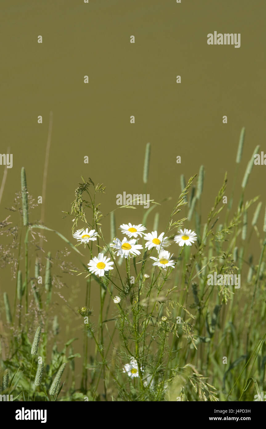 Flower meadow, grass, margin rites, summer, Stock Photo