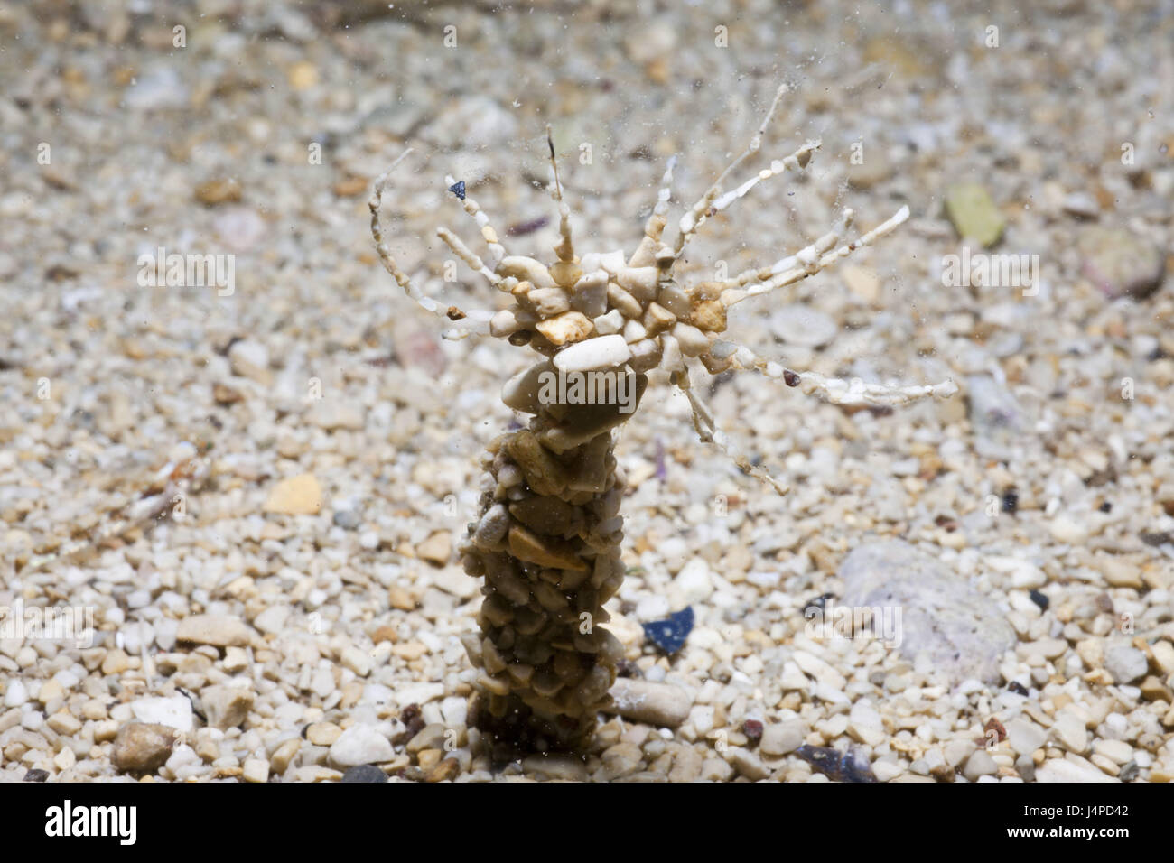 Steinchen-tube worm, Eupolymnia nebulosa, Croatia, Istria, Adriatic, the Mediterranean Sea Stock Photo