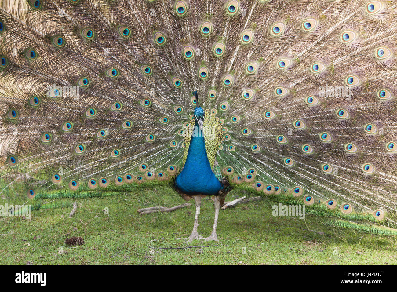 Blue peacock, Pavo christatus, Germany, game park Poing, Stock Photo