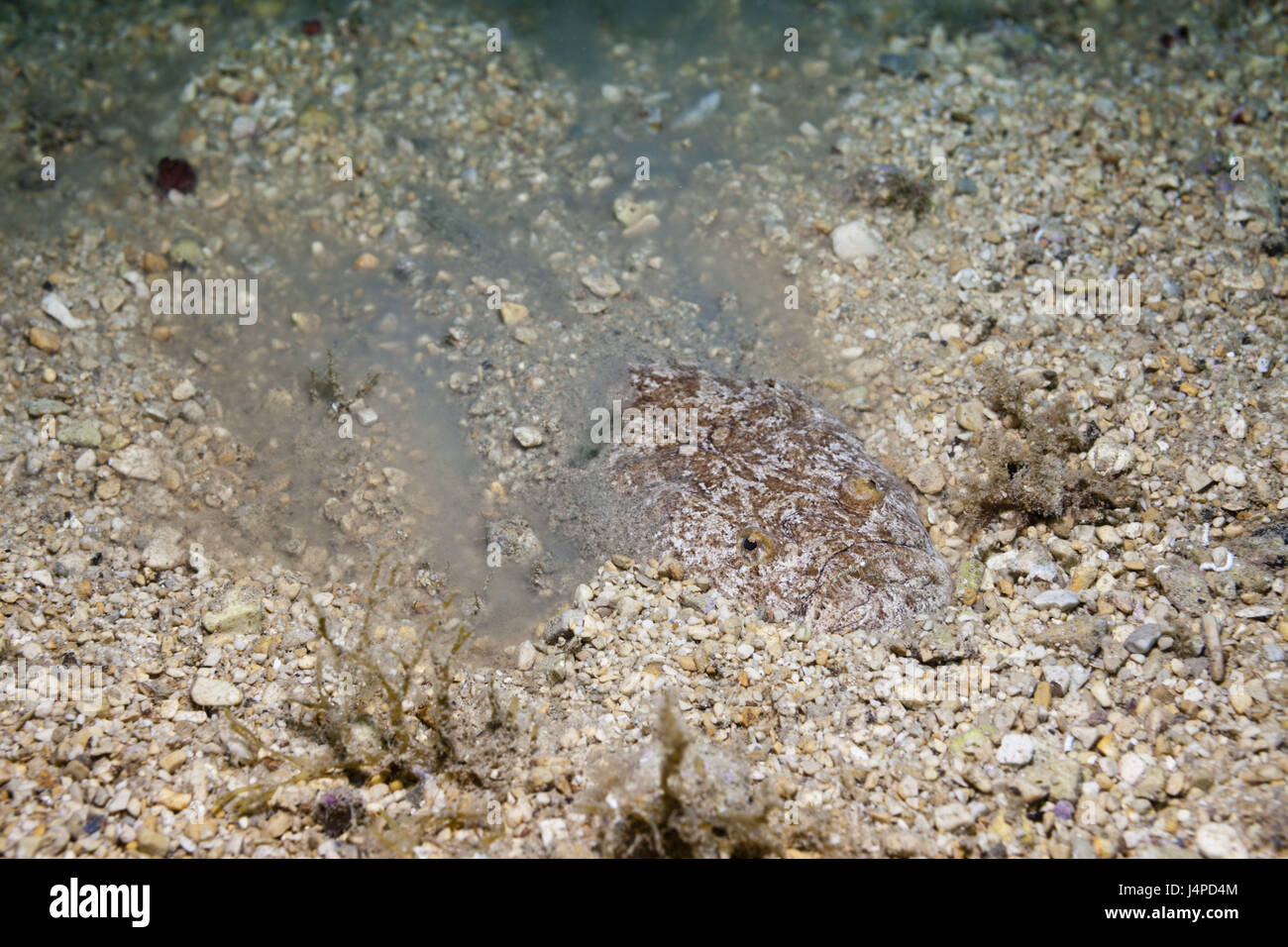 Himmelsgucker buries itself in Sand, Uranoscopus scaber, Croatia, Istria, Adriatic, the Mediterranean Sea, Stock Photo