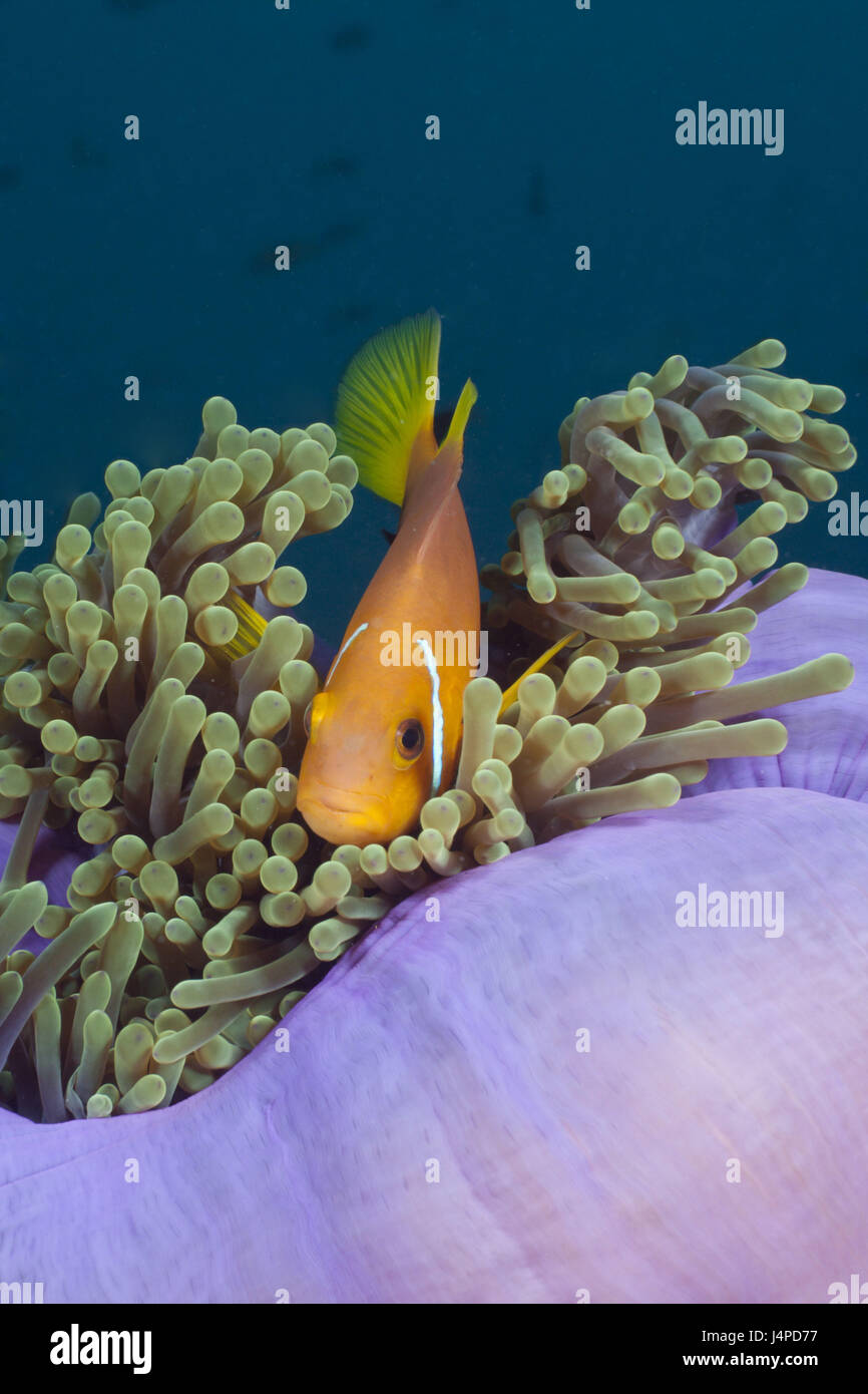 Maldives-anemone fish in splendour anemone, Amphiprion nigripes, Heteractis magnifica, the Maldives, the north Ari Atoll, Stock Photo