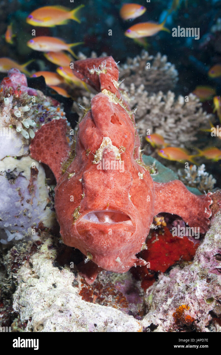 Red Round Blotch Angler S Fish Antennarius Pictus The Maldives The North Ari Atoll Stock Photo Alamy Red Round Blotch Angler S Fish Antennarius Pictus The Maldives The North Ari Atoll Stock Photo Alamy