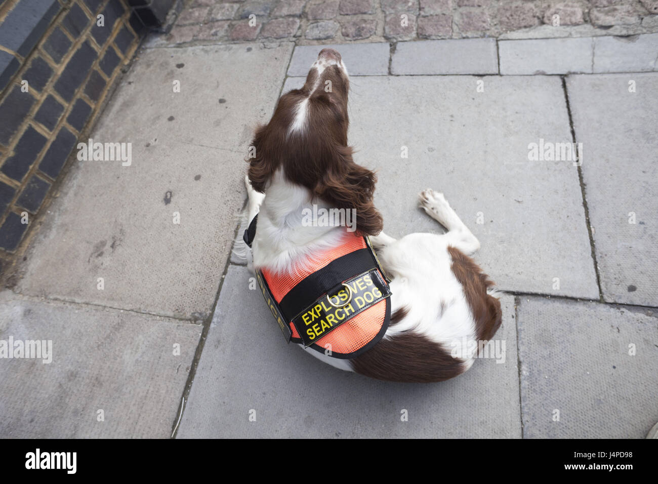 Great Britain, England, London, explosive search dog, Stock Photo