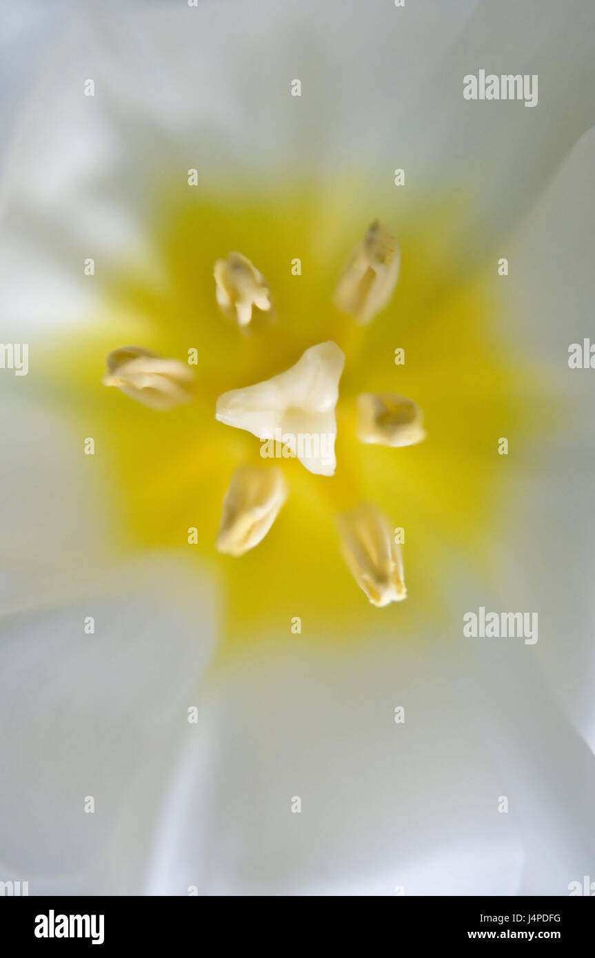 Tulip blossom, from above, close up, Stock Photo