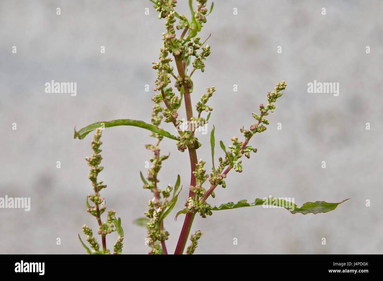 Meadow sorrel, Rumex acetosa, detail, Stock Photo