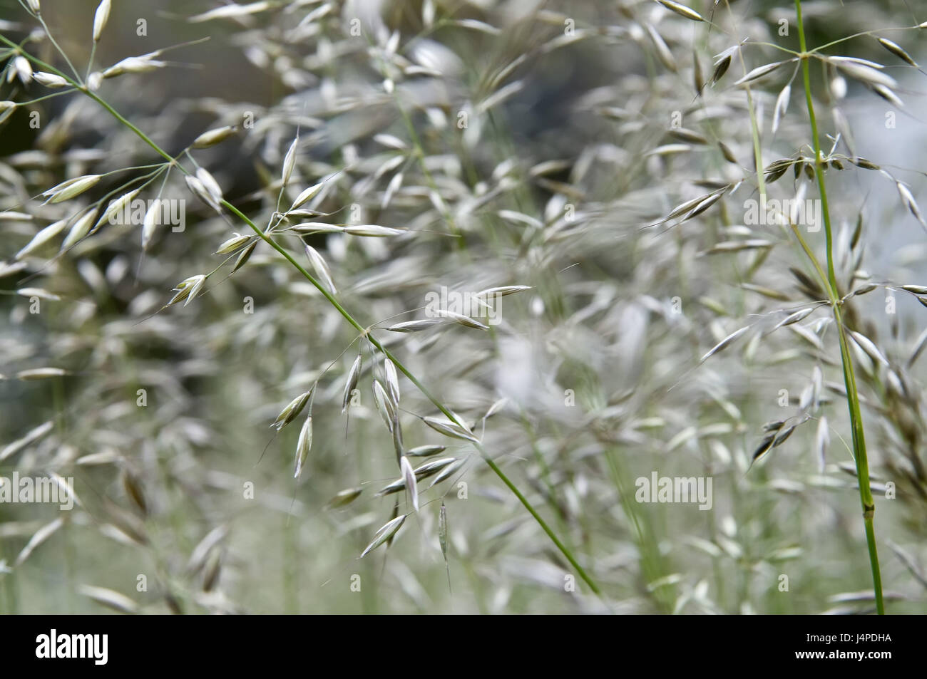 Meadow, detail, grass, Stock Photo