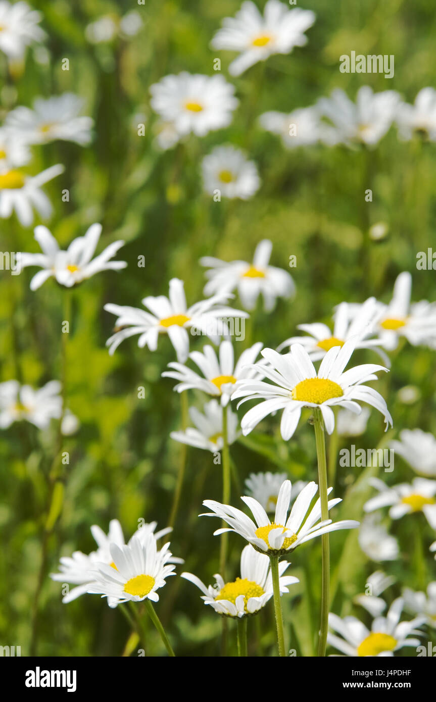 Flower meadow, margin rites, summer, Stock Photo