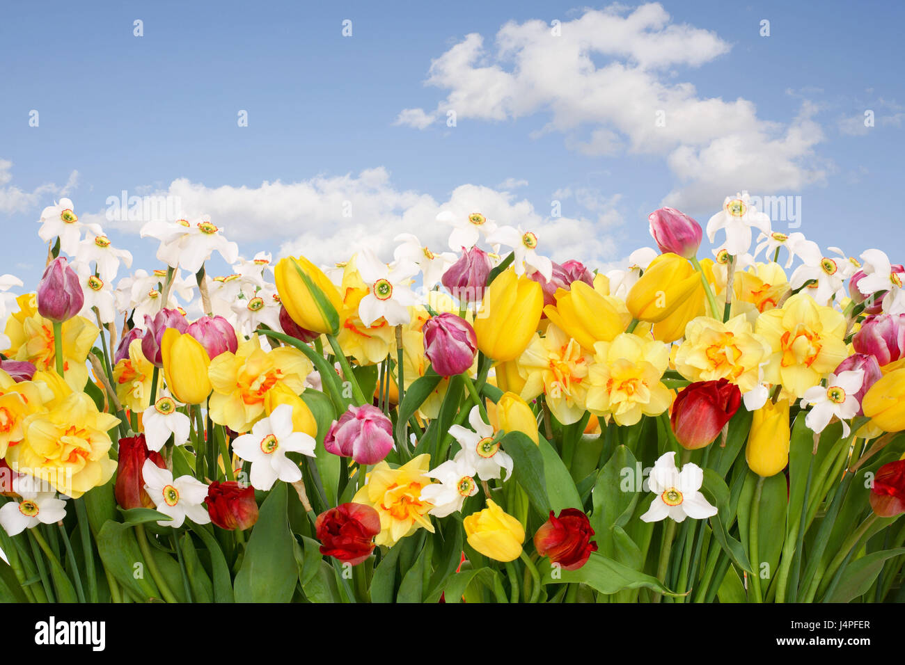 Spring flowers, clouds, heavens, blue, Stock Photo