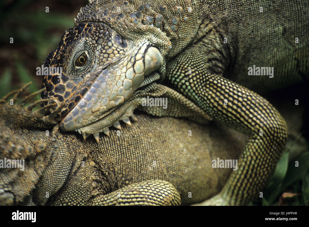 Costa Rica, Keköldi, green Leguane, Stock Photo