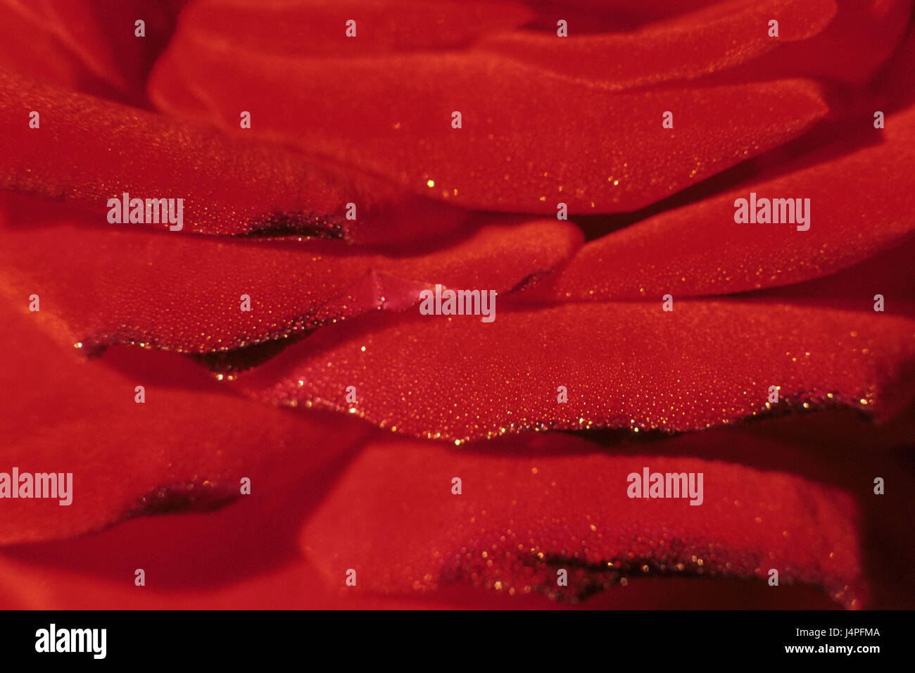 Rose petals background red hi-res stock photography and images - Alamy