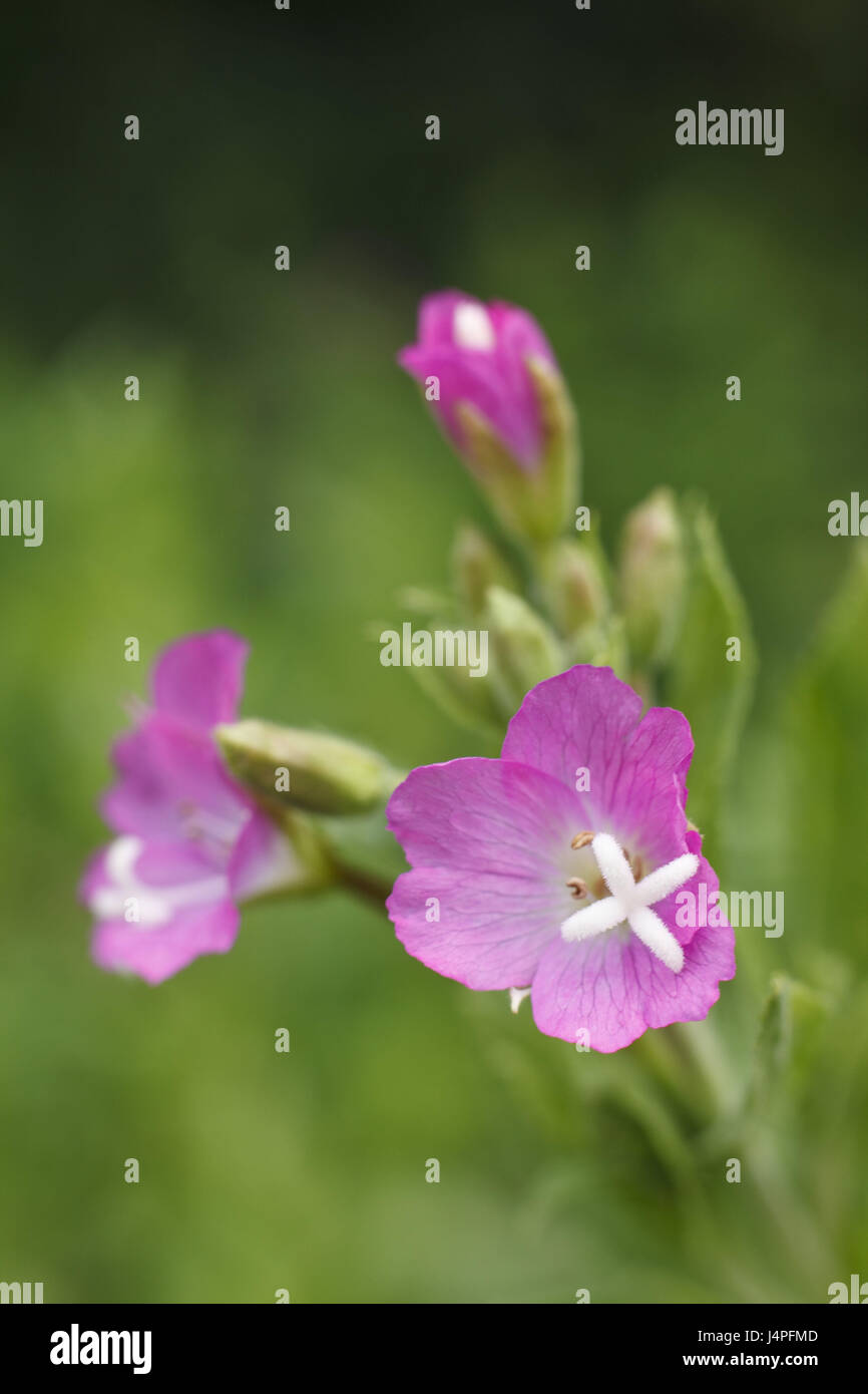 Little rose hi-res stock photography and images - Alamy