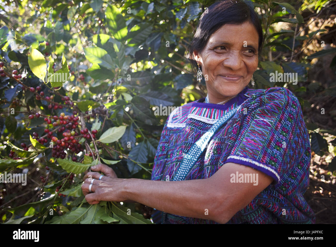 Guatemala, Jacaltenango, coffee tree, woman, harvest Stock Photo Alamy